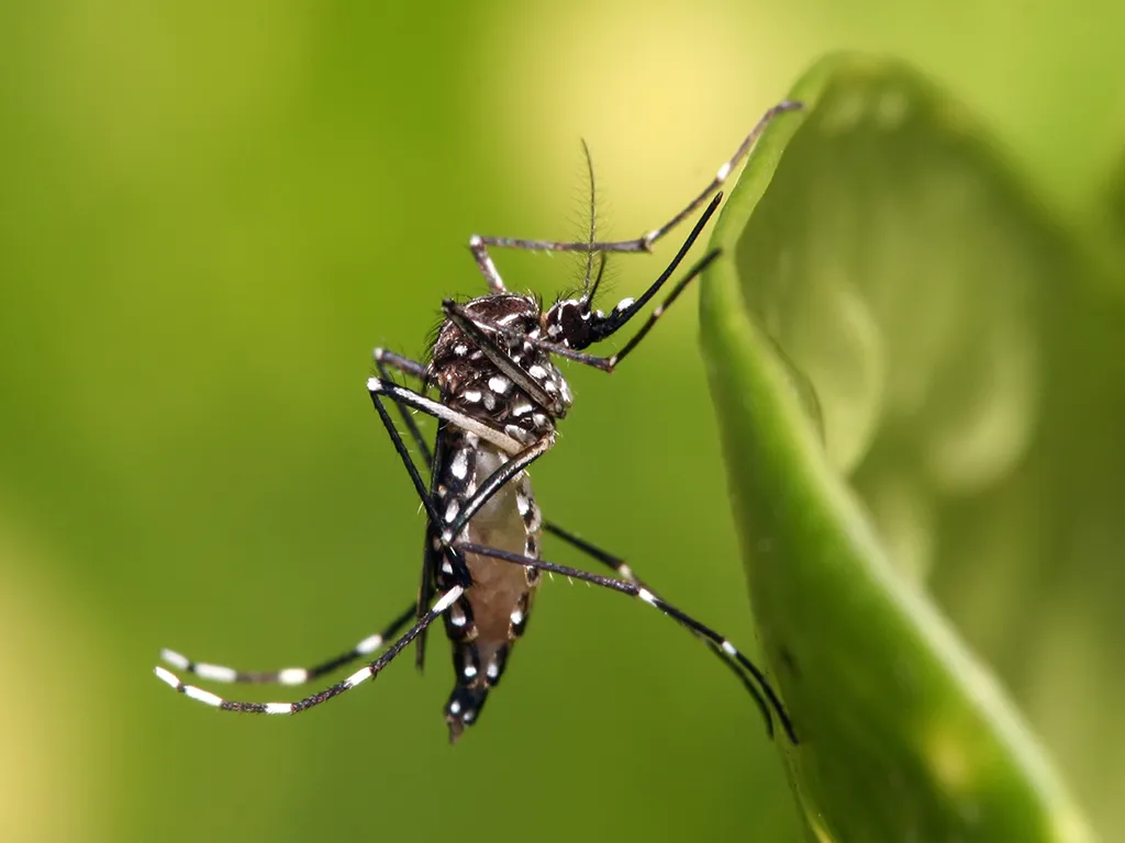 Dedetização de Mosquitos em Caieiras